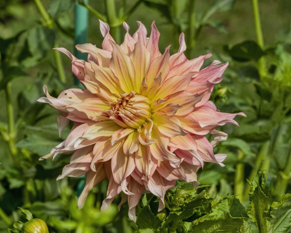 Photo of Dahlia 'Penhill Watermelon' uploaded by arctangent