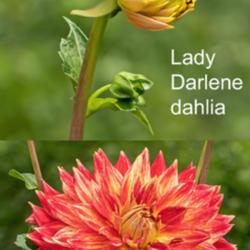 Location: Dahlia Hill, Midland, Michigan
Lady Darlene - bud and bloom