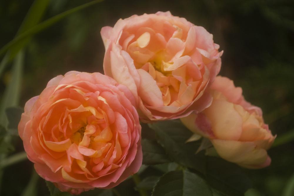 Photo of English Shrub Rose (Rosa 'Lady of Shalott') uploaded by AudreyDee