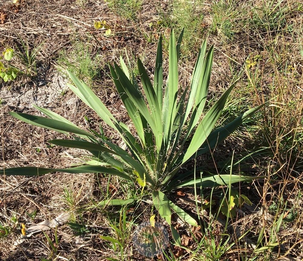 Photo of Adam's Needle (Yucca filamentosa) uploaded by BlueOddish