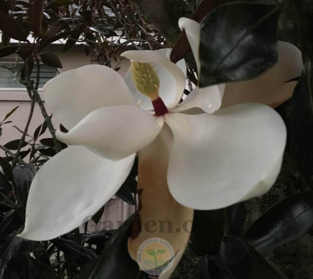 Photo of Southern Magnolia (Magnolia grandiflora) uploaded by BlueOddish
