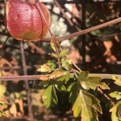 Location: Tucson, AZ
Date: 1/7/2020
The unripe seedpods are flushed with pink