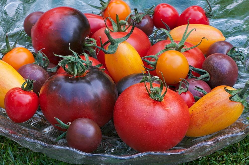 Photo of Tomatoes (Solanum lycopersicum) uploaded by William
