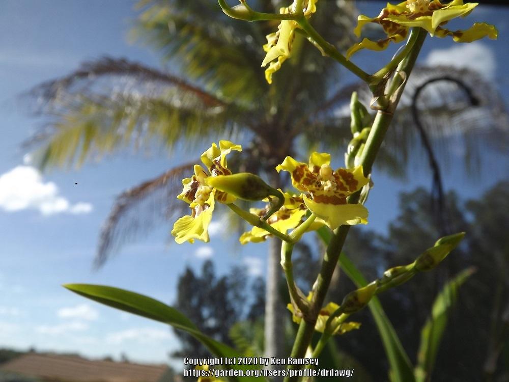 Photo of Golden Shower Orchid (Oncidium sphacelatum) uploaded by drdawg