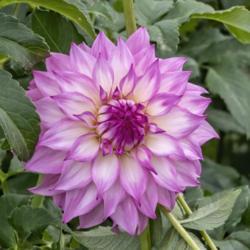 Location: Toledo Botanical Gardens, Toledo, Ohio
Date: 2019-10-04
Clearview Lila dahlia - the blooms aren't large, size BB or B is 