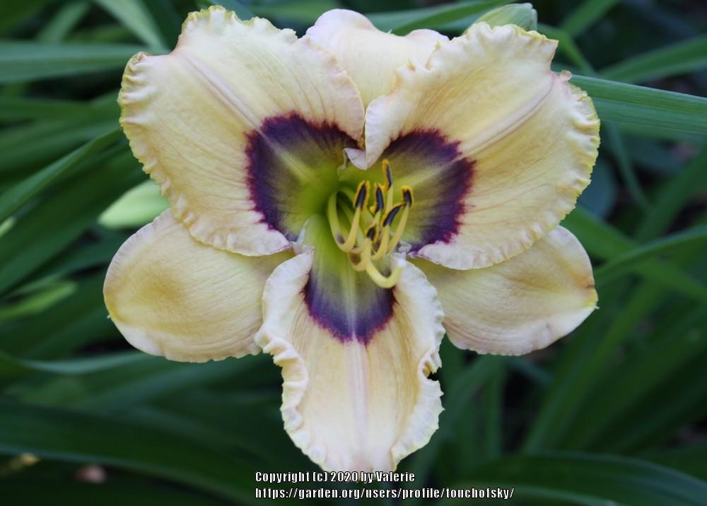 Photo of Daylily (Hemerocallis 'Oceans Eleven') uploaded by touchofsky