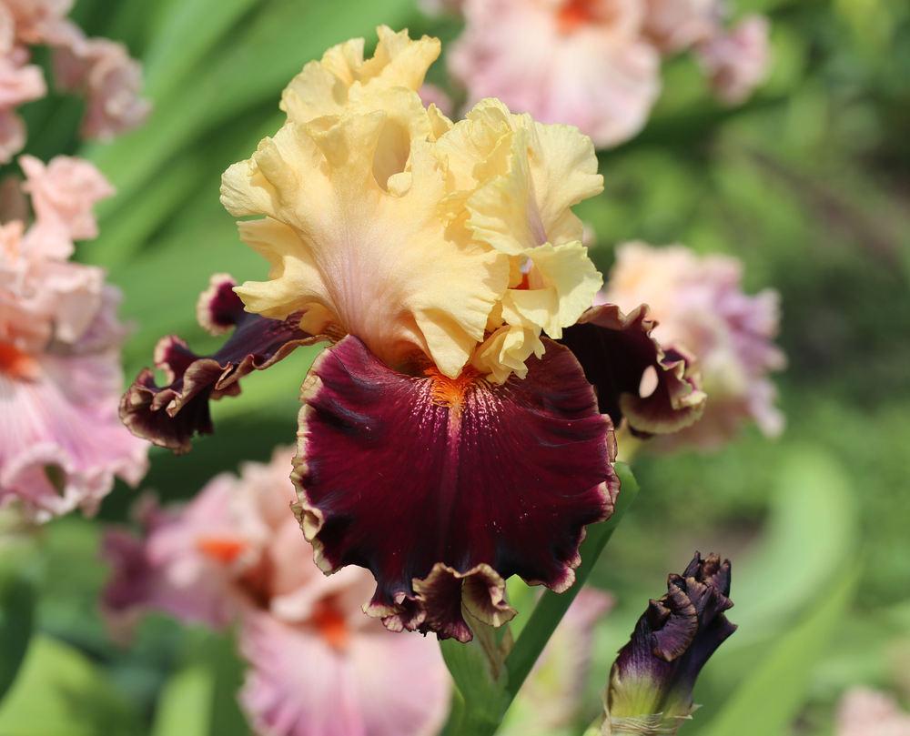 Photo of Tall Bearded Iris (Iris 'Spectacle') uploaded by Valery33