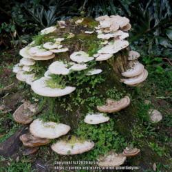 Location: Sebastian,  Florida
Date: 2020-01-11
Numerous Bracket Fungi growing on a dead stump.