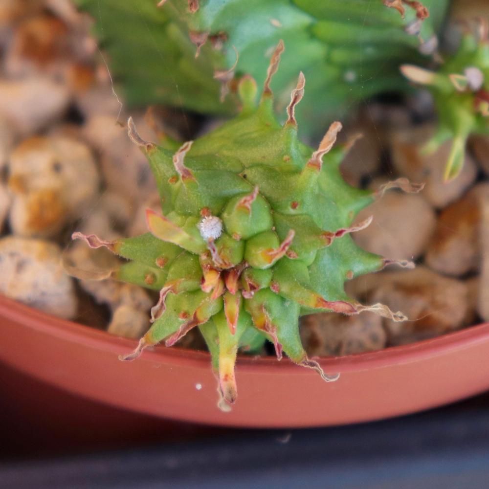 Photo of Euphorbias (Euphorbia) uploaded by Baja_Costero
