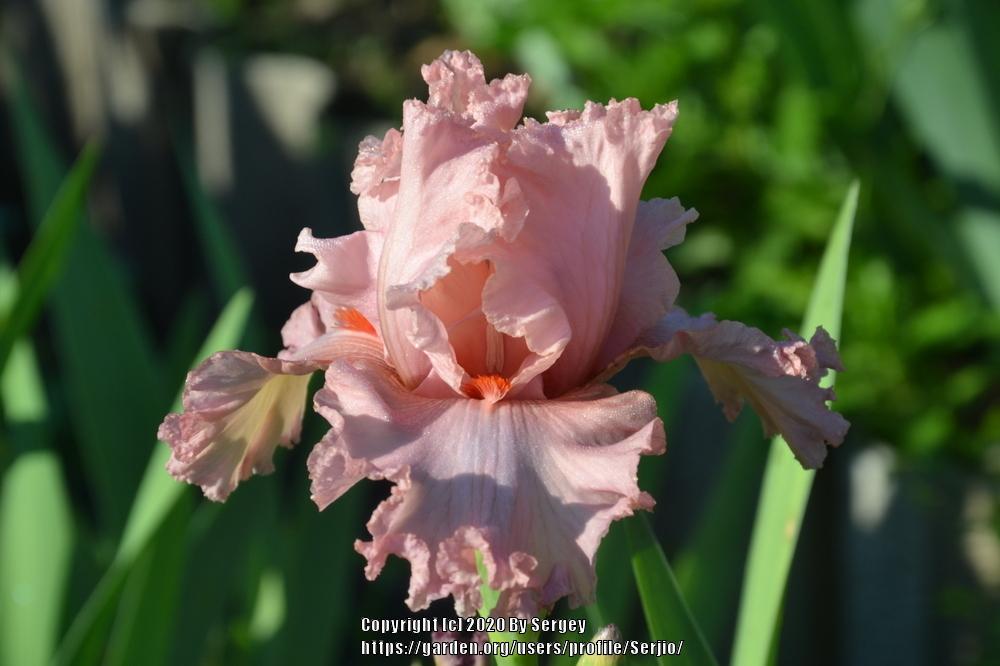 Photo of Tall Bearded Iris (Iris 'Entice') uploaded by Serjio