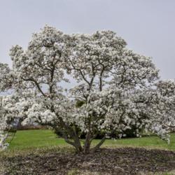 Location: Hidden Lake Gardens, Tipton, Michigan
Date: 2019-04-27
Magnolia stellata 'Royal Star' - Planted 1971 - 2019 was an excep