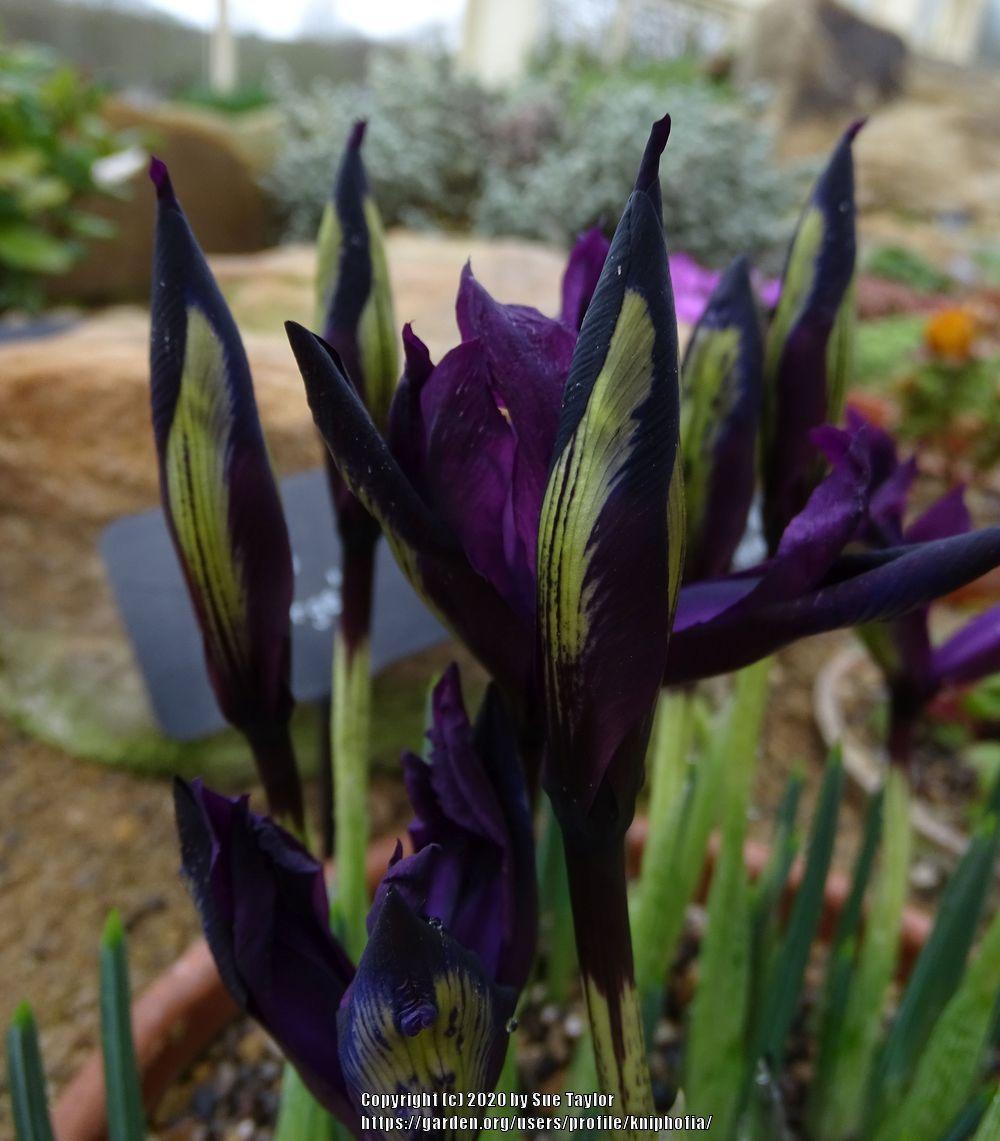 Photo of Reticulated Iris (Iris 'George') uploaded by kniphofia
