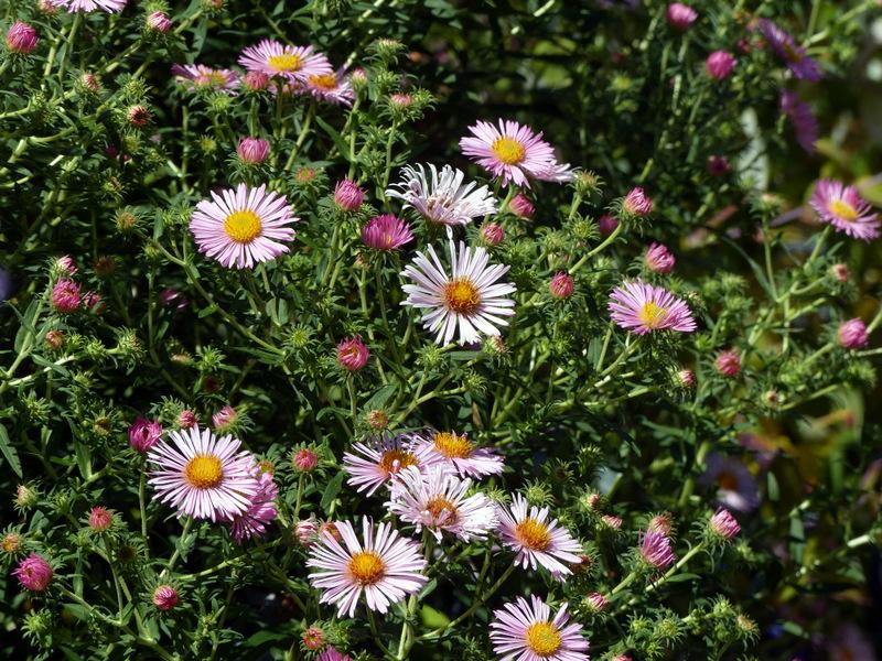 Photo of New England Aster (Symphyotrichum novae-angliae) uploaded by molanic