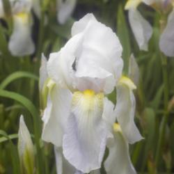 Location: Pennsylvania
Date: 2019-05-17
Iris germanica 'Florentina'
