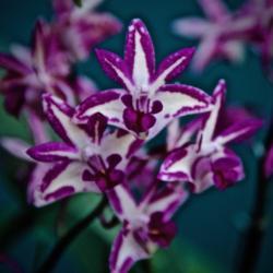 Location: Hausermann Orchid Nursery 
Date: 2019-03-02
