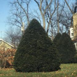 Location: Glen Ellyn, Illinois
Date: fall in the 1980's
three specimens having been sheared