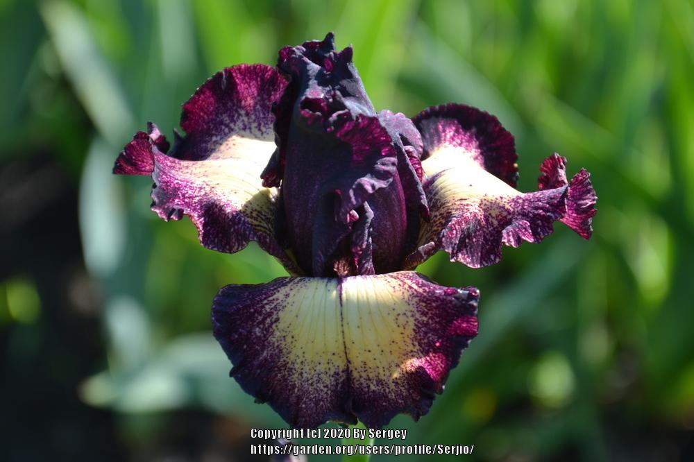 Photo of Tall Bearded Iris (Iris 'Epicenter') uploaded by Serjio