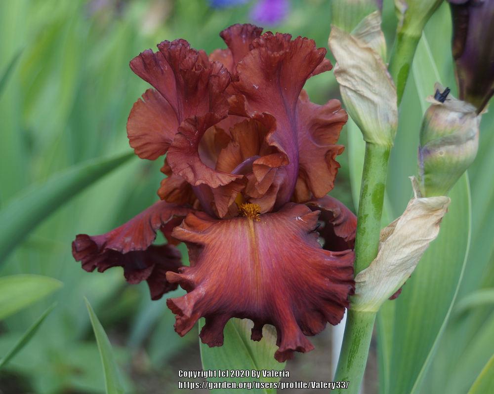 Photo of Tall Bearded Iris (Iris 'Bev') uploaded by Valery33