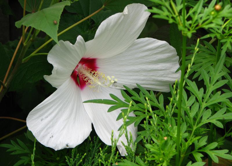 Photo of Hardy Hibiscus (Hibiscus moscheutos) uploaded by molanic