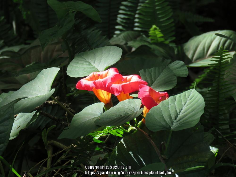 Photo of Hawaiian Bells (Stictocardia beraviensis) uploaded by plantladylin