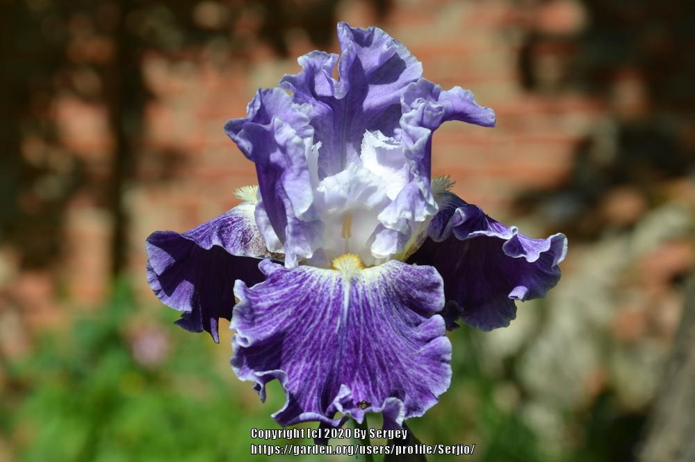 Photo of Tall Bearded Iris (Iris 'Fancy Dress') uploaded by Serjio