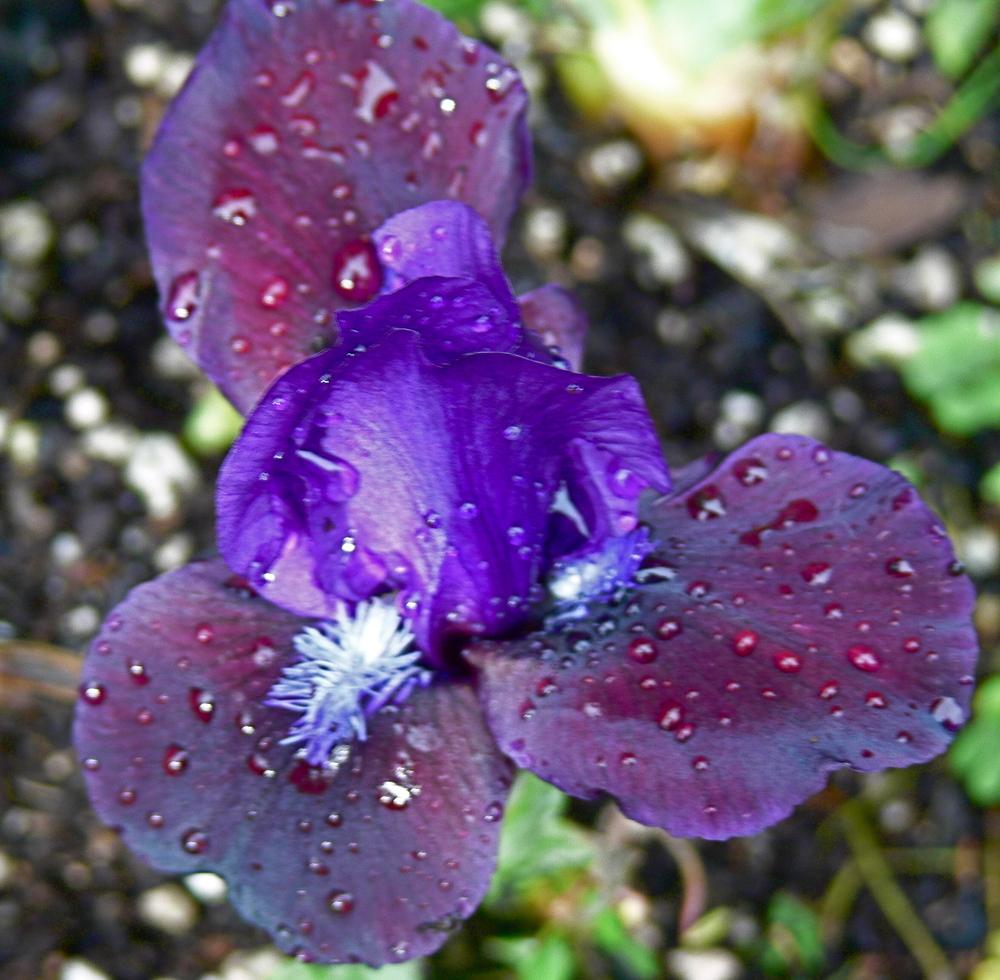 Photo of Standard Dwarf Bearded Iris (Iris 'Plum Wine') uploaded by janwax