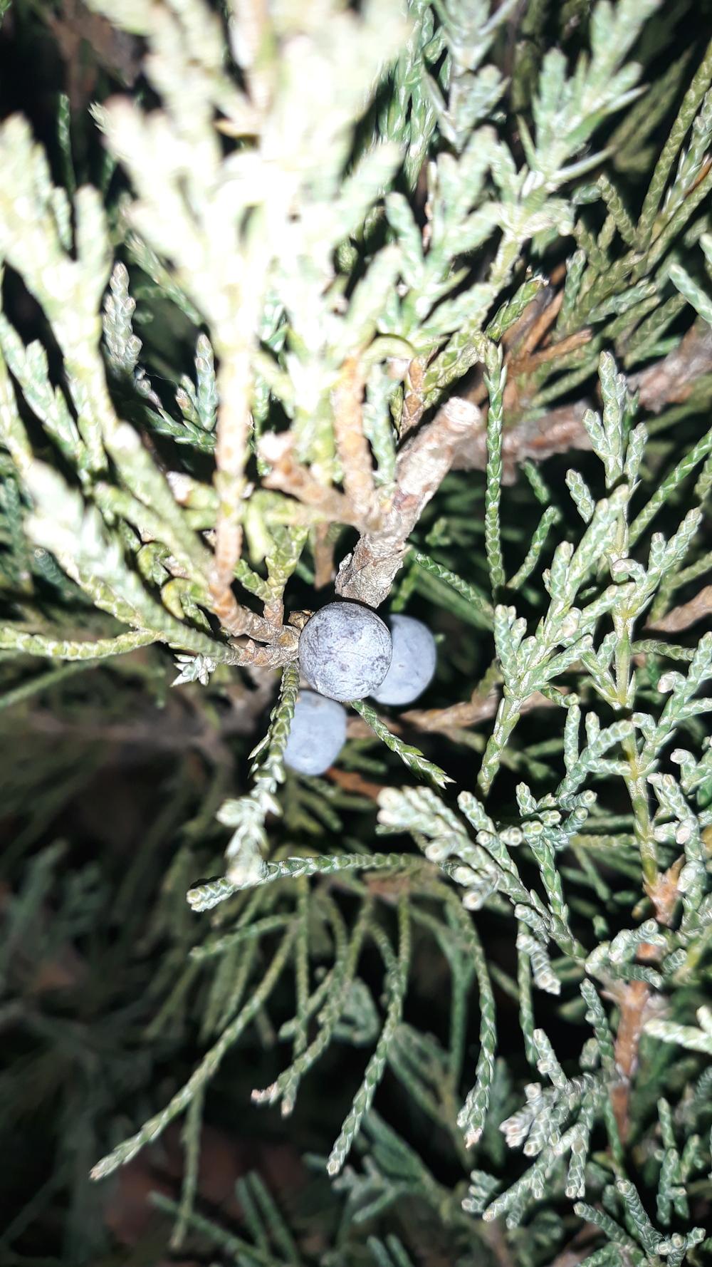 Photo of Juniper (Juniperus) uploaded by skopjecollection