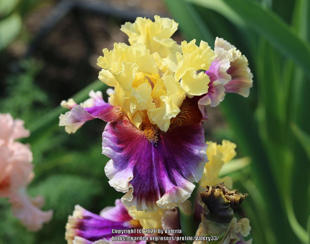 Photo of Tall Bearded Iris (Iris 'Carnival Capers') uploaded by Valery33