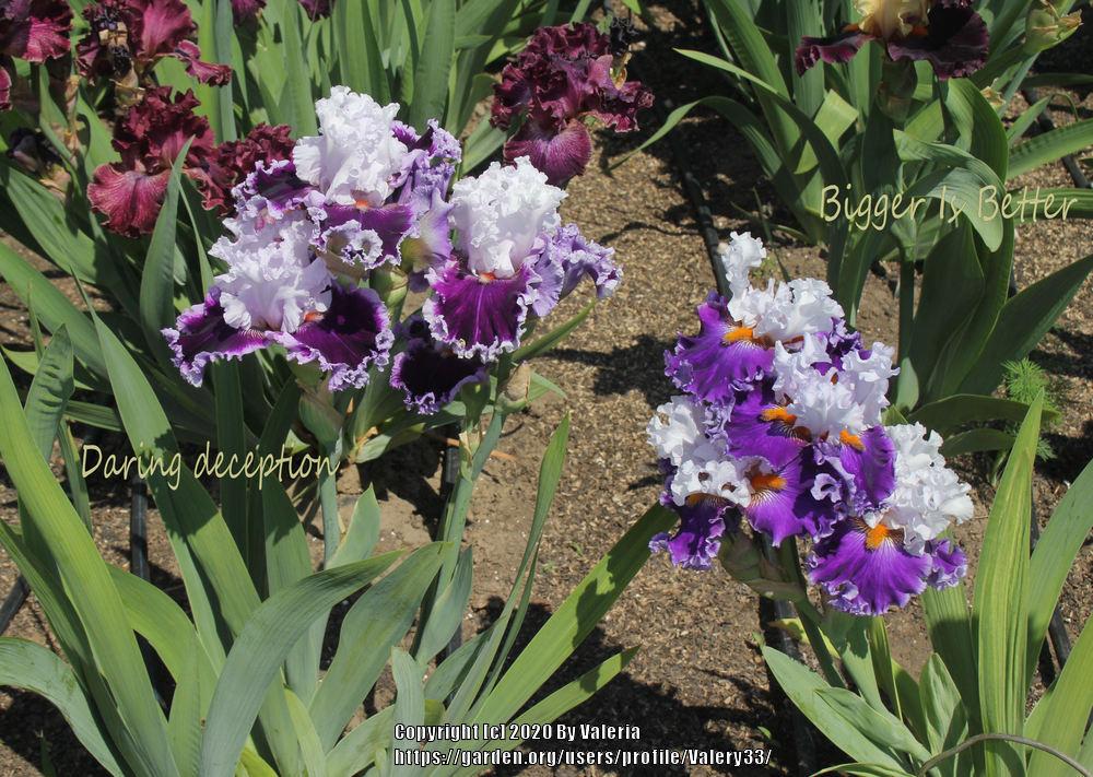 Photo of Tall Bearded Iris (Iris 'Daring Deception') uploaded by Valery33