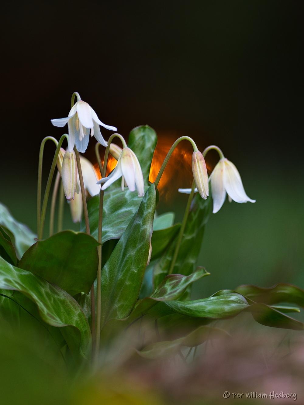 Photo of California Trout Lily (Erythronium californicum 'White Beauty') uploaded by William