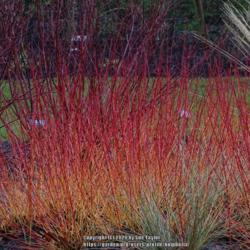 Location: RHS Harlow Carr, Yorkshire, UK
Date: 2020-01-12