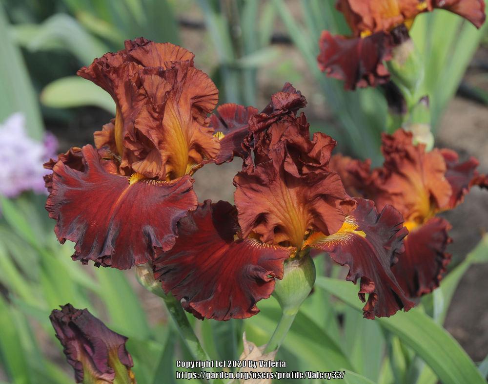 Photo of Tall Bearded Iris (Iris 'Valentino') uploaded by Valery33