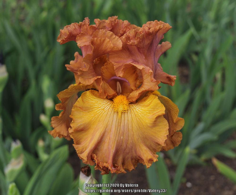 Photo of Tall Bearded Iris (Iris 'Lumière d'Automne') uploaded by Valery33