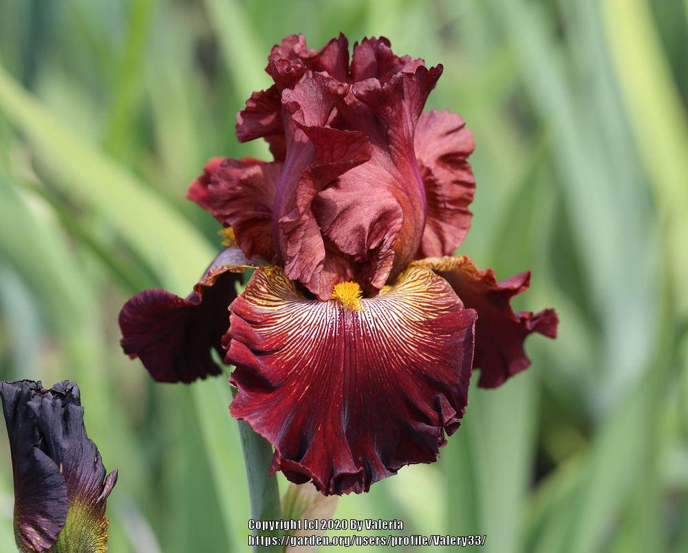 Photo of Tall Bearded Iris (Iris 'Dare Me') uploaded by Valery33