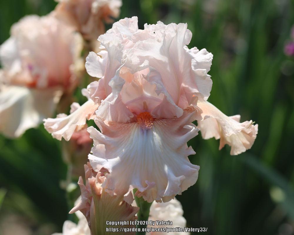 Photo of Tall Bearded Iris (Iris 'Double Platinum') uploaded by Valery33