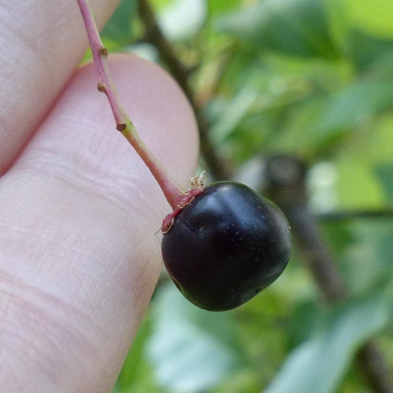Photo of Wild Black Cherry (Prunus serotina) uploaded by molanic