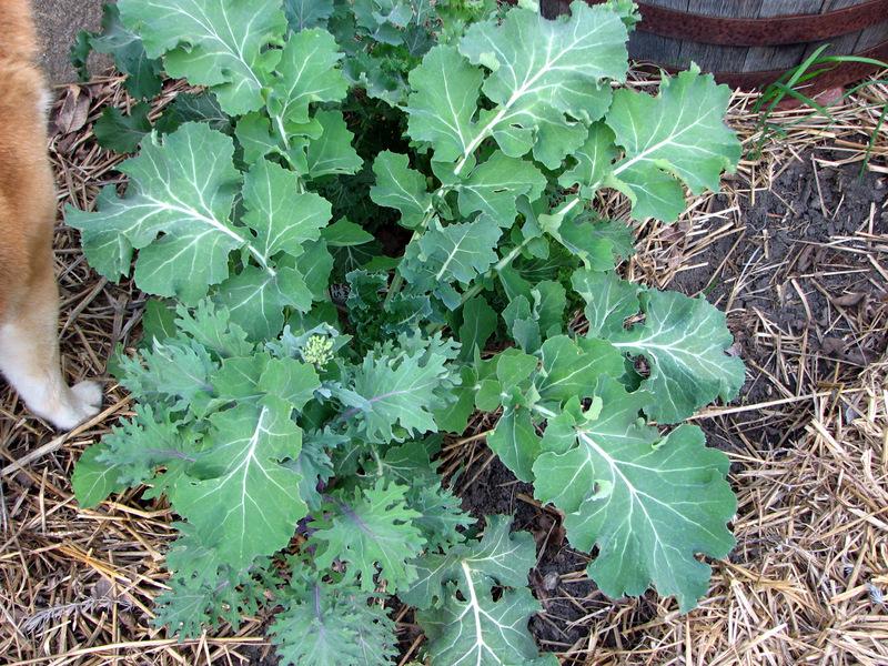Photo of Siberian Kale (Brassica napus 'Siberian') uploaded by molanic