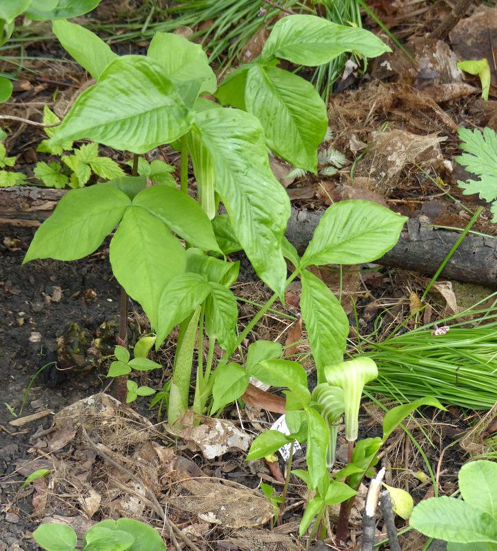 Photo of Jack in the Pulpit (Arisaema triphyllum) uploaded by molanic