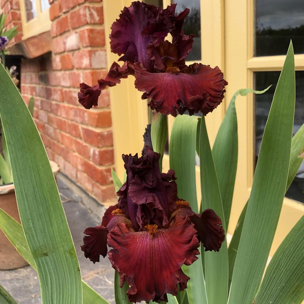 Photo of Tall Bearded Iris (Iris 'Ready for My Closeup') uploaded by Maczos