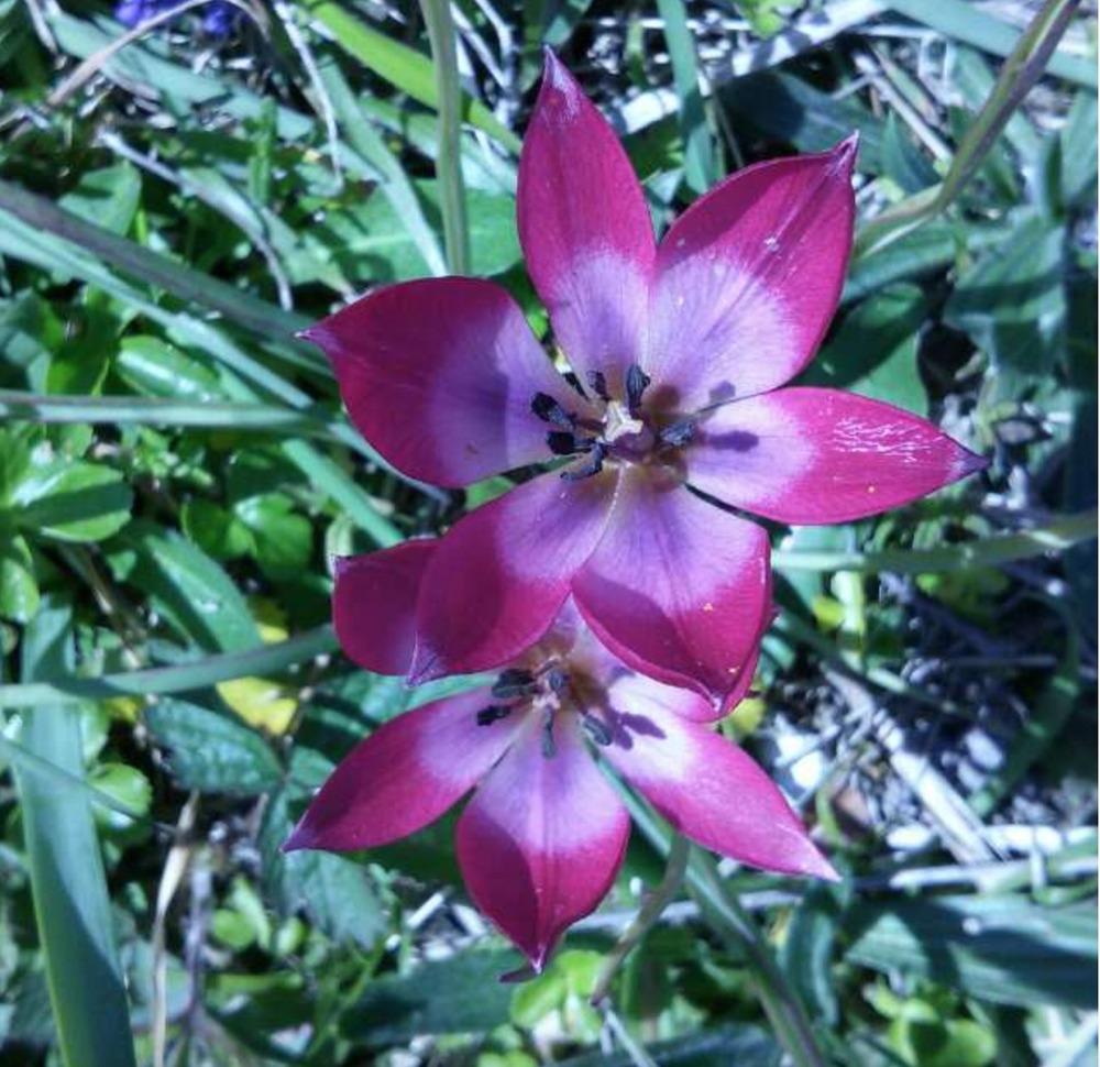 Photo of Tulips (Tulipa) uploaded by Redscarlet