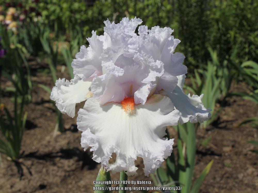 Photo of Tall Bearded Iris (Iris 'Vanilla Frappé') uploaded by Valery33