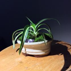 Location: QC, Canada
Date: January 18 2020
Spider plant chilling in a tiny pot.