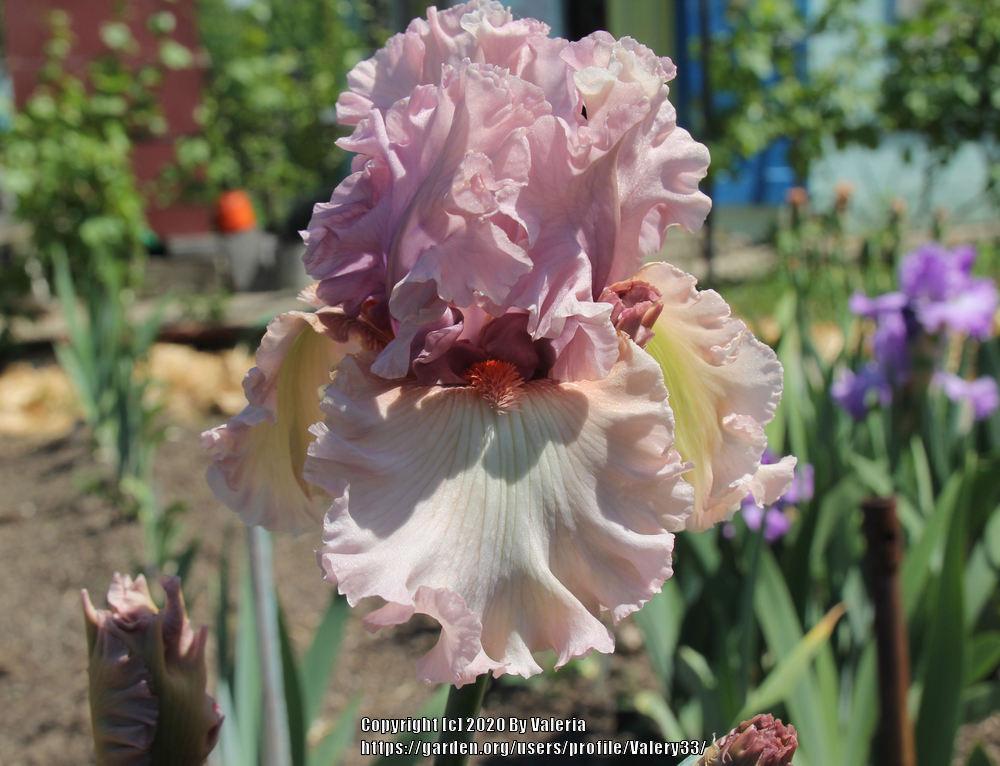Photo of Tall Bearded Iris (Iris 'Bewitchment') uploaded by Valery33