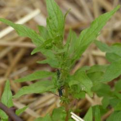 Location: Illinois, US
Date: 2017-05-25
Valuable weed, a host plant for Red Admiral Butterfly.