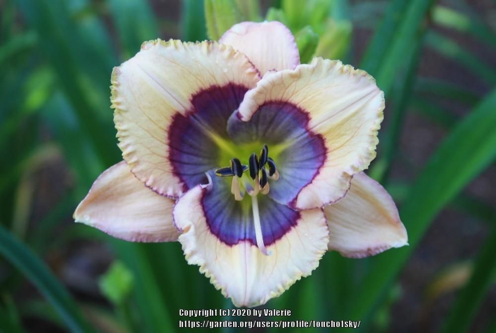 Photo of Daylily (Hemerocallis 'Blue Desire') uploaded by touchofsky