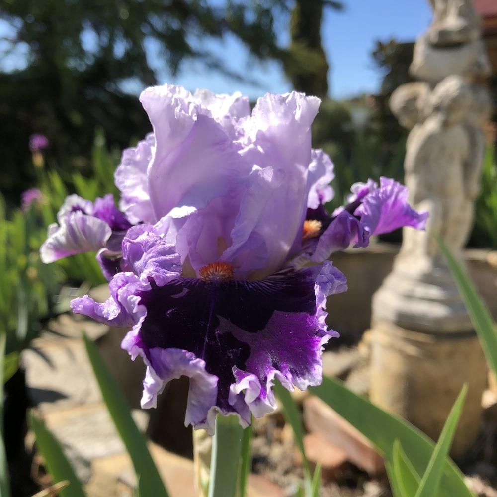 Photo of Tall Bearded Iris (Iris 'Daring Deception') uploaded by Maczos