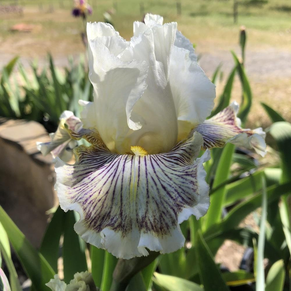 Photo of Tall Bearded Iris (Iris 'Spring Madness') uploaded by Maczos