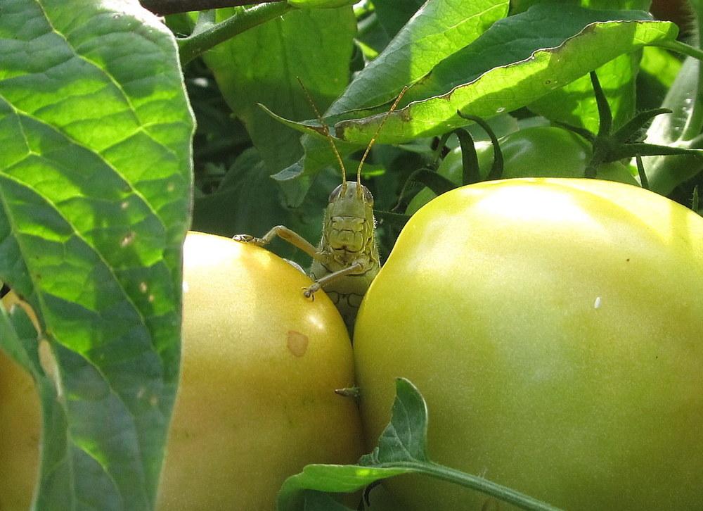 Photo of Tomato (Solanum lycopersicum 'Early Girl') uploaded by jmorth