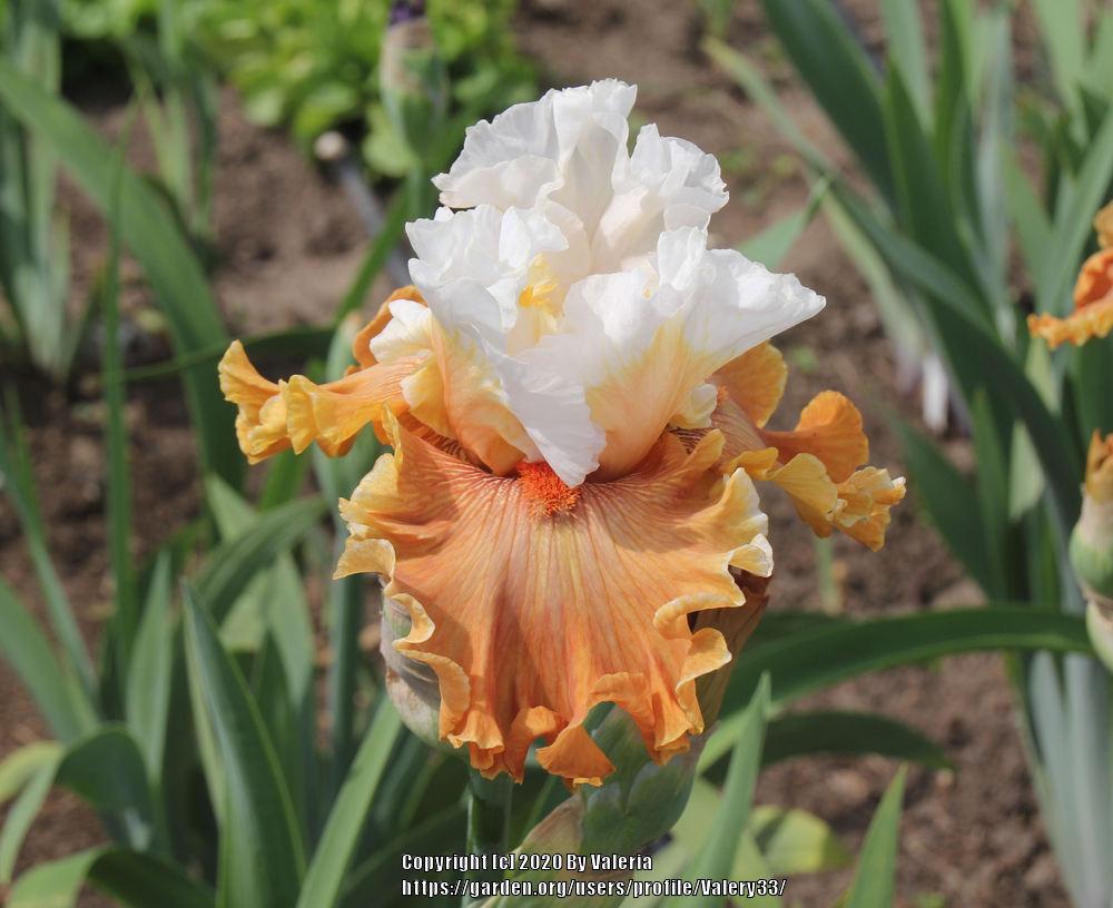 Photo of Tall Bearded Iris (Iris 'Ginger Ice') uploaded by Valery33