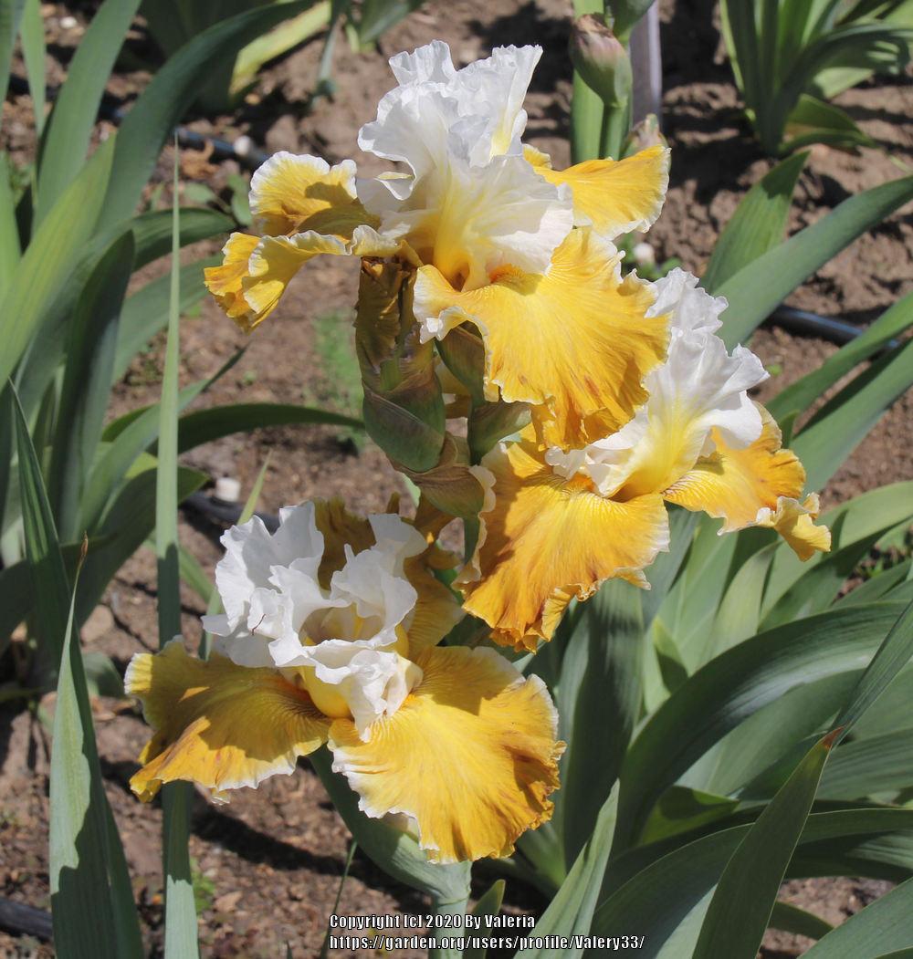 Photo of Tall Bearded Iris (Iris 'Going Green') uploaded by Valery33